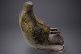 Wide Woolly Mammoth Lower Jaw With M/M Molars - Ukraine #370317-8